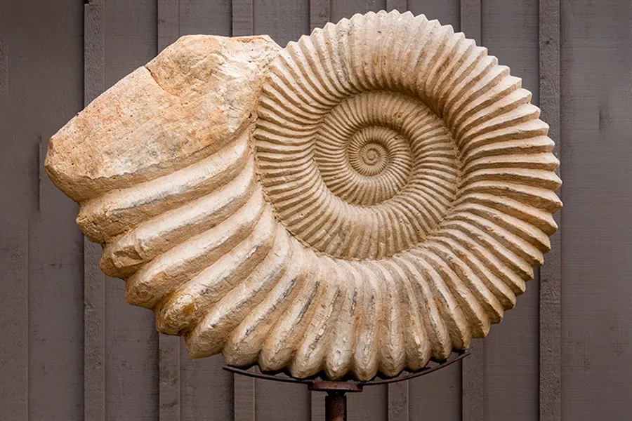 Fosilleşme Nasıl Gerçekleşir?